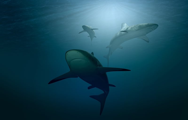 Under the Sea