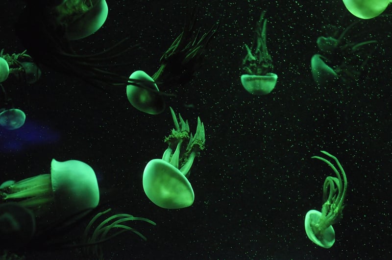 Jellyfish decoration